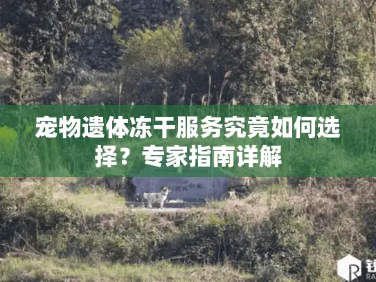 宠物遗体冻干服务究竟如何选择？专家指南详解