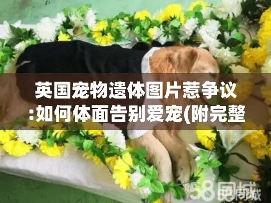 英国宠物遗体图片惹争议:如何体面告别爱宠(附完整指南)