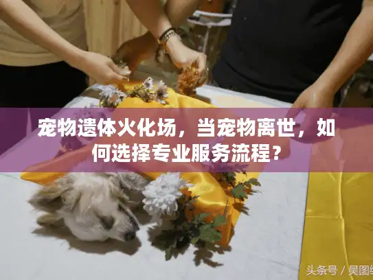 宠物遗体火化场，当宠物离世，如何选择专业服务流程？