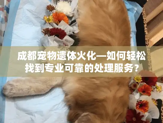 成都宠物遗体火化—如何轻松找到专业可靠的处理服务？