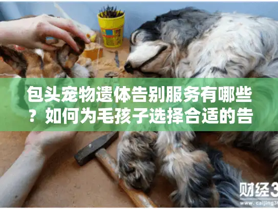 包头宠物遗体告别服务有哪些？如何为毛孩子选择合适的告别方式