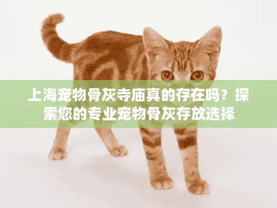 上海宠物骨灰寺庙真的存在吗？探索您的专业宠物骨灰存放选择