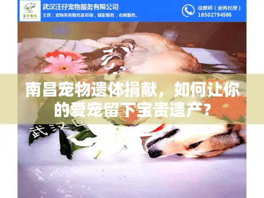 南昌宠物遗体捐献，如何让你的爱宠留下宝贵遗产？