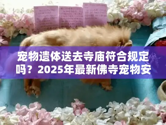 宠物遗体送去寺庙符合规定吗？2025年最新佛寺宠物安葬指南