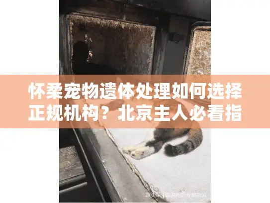 怀柔宠物遗体处理如何选择正规机构？北京主人必看指南