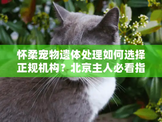 怀柔宠物遗体处理如何选择正规机构？北京主人必看指南