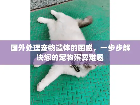 国外处理宠物遗体的困惑，一步步解决您的宠物殡葬难题