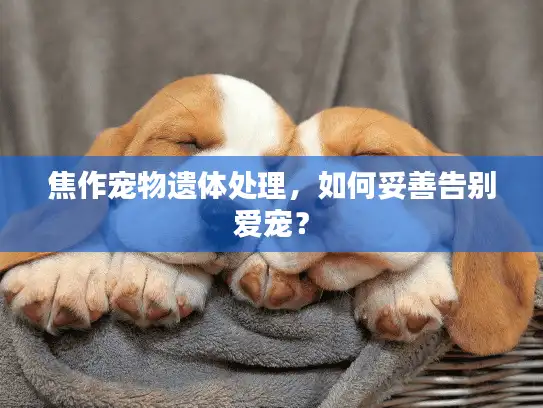 焦作宠物遗体处理，如何妥善告别爱宠？