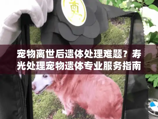 宠物离世后遗体处理难题？寿光处理宠物遗体专业服务指南