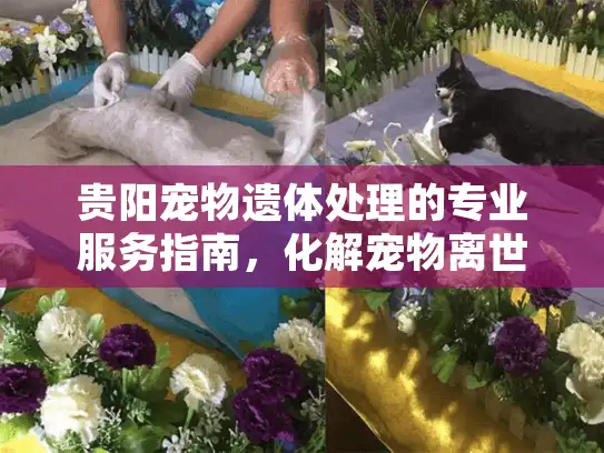 贵阳宠物遗体处理的专业服务指南，化解宠物离世后的棘手难题