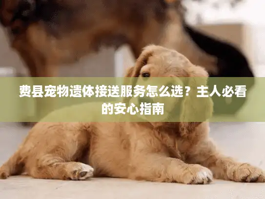 费县宠物遗体接送服务怎么选？主人必看的安心指南