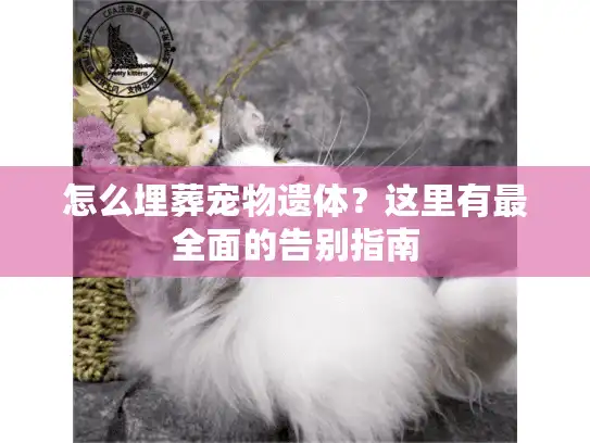 怎么埋葬宠物遗体？这里有最全面的告别指南
