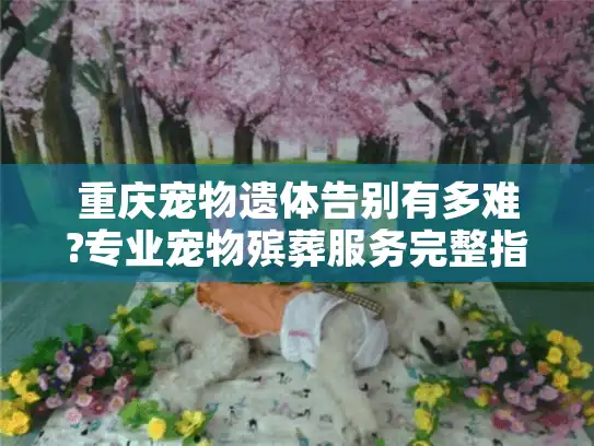 重庆宠物遗体告别有多难?专业宠物殡葬服务完整指南