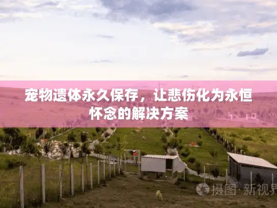 宠物遗体永久保存，让悲伤化为永恒怀念的解决方案