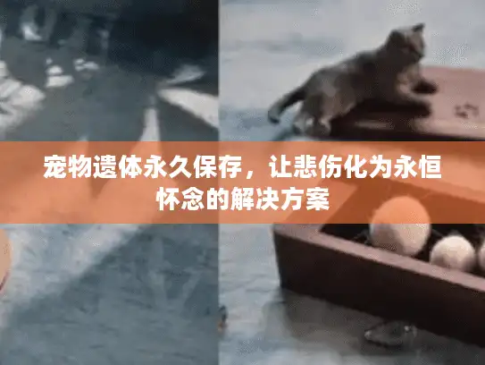 宠物遗体永久保存，让悲伤化为永恒怀念的解决方案