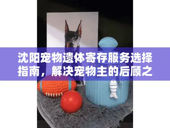 沈阳宠物遗体寄存服务选择指南，解决宠物主的后顾之忧