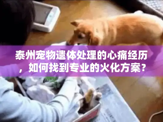 泰州宠物遗体处理的心痛经历，如何找到专业的火化方案？