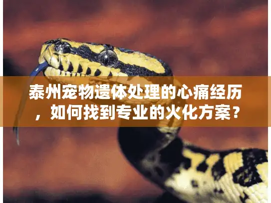 泰州宠物遗体处理的心痛经历，如何找到专业的火化方案？