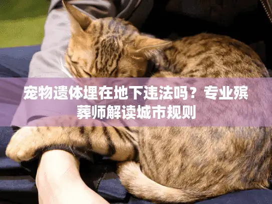 宠物遗体埋在地下违法吗？专业殡葬师解读城市规则