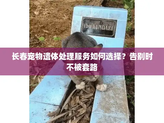 长春宠物遗体处理服务如何选择？告别时不被套路