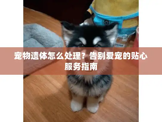 宠物遗体怎么处理？告别爱宠的贴心服务指南