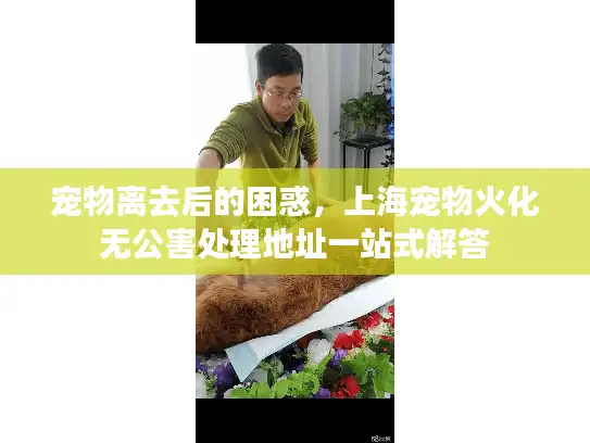 宠物离去后的困惑，上海宠物火化无公害处理地址一站式解答