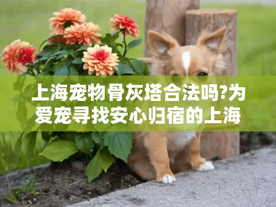 上海宠物骨灰塔合法吗?为爱宠寻找安心归宿的上海铲屎官必读指南