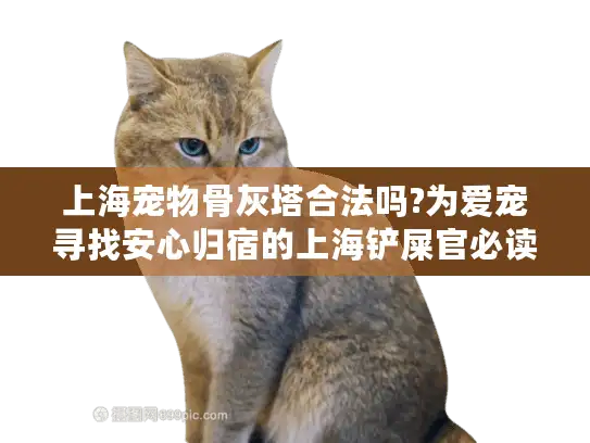 上海宠物骨灰塔合法吗?为爱宠寻找安心归宿的上海铲屎官必读指南
