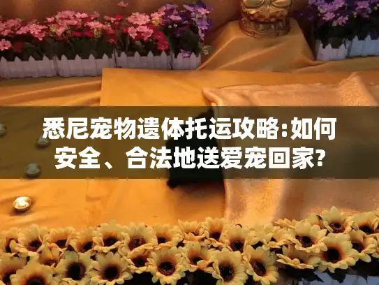 悉尼宠物遗体托运攻略:如何安全、合法地送爱宠回家?