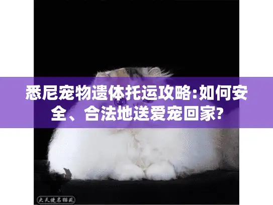 悉尼宠物遗体托运攻略:如何安全、合法地送爱宠回家?