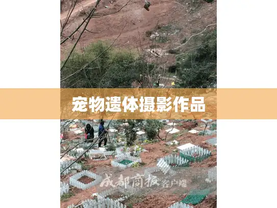 宠物遗体摄影作品