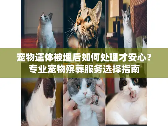宠物遗体被埋后如何处理才安心？专业宠物殡葬服务选择指南