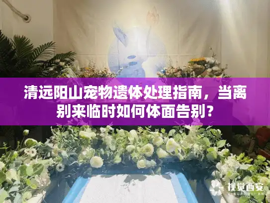 清远阳山宠物遗体处理指南，当离别来临时如何体面告别？