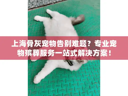 上海骨灰宠物告别难题？专业宠物殡葬服务一站式解决方案！