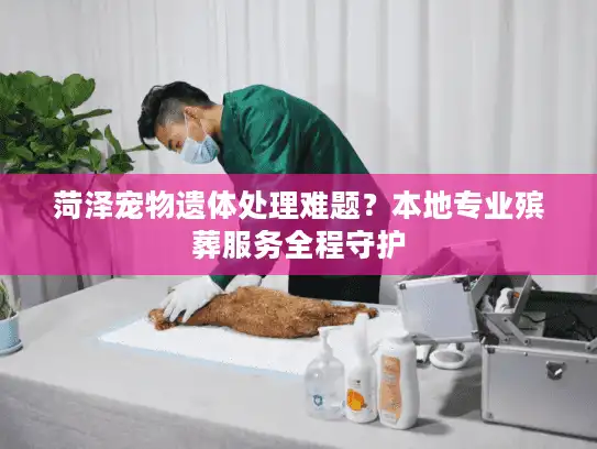 菏泽宠物遗体处理难题？本地专业殡葬服务全程守护