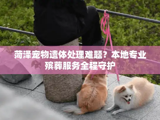 菏泽宠物遗体处理难题？本地专业殡葬服务全程守护