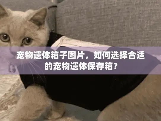 宠物遗体箱子图片，如何选择合适的宠物遗体保存箱？