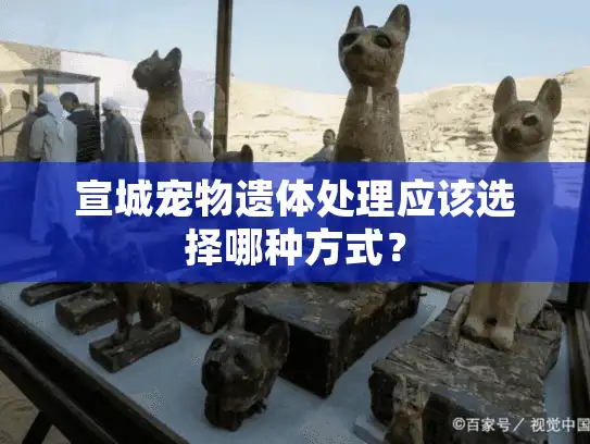宣城宠物遗体处理应该选择哪种方式？