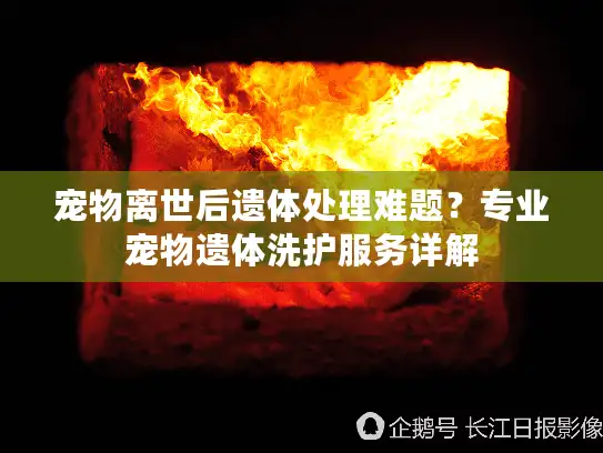 宠物离世后遗体处理难题？专业宠物遗体洗护服务详解