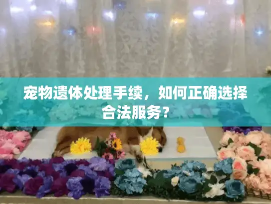宠物遗体处理手续，如何正确选择合法服务？