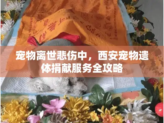 宠物离世悲伤中，西安宠物遗体捐献服务全攻略