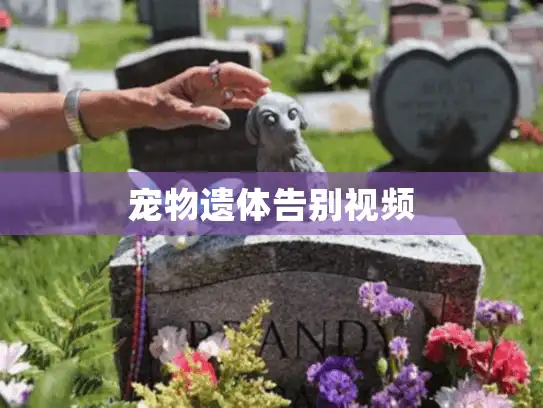 宠物遗体告别视频