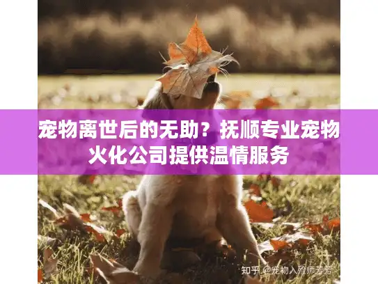宠物离世后的无助？抚顺专业宠物火化公司提供温情服务