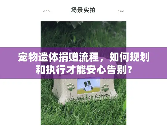 宠物遗体捐赠流程，如何规划和执行才能安心告别？