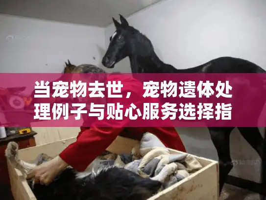 当宠物去世，宠物遗体处理例子与贴心服务选择指南