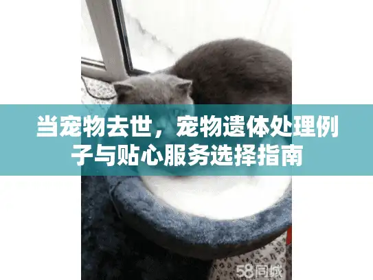 当宠物去世，宠物遗体处理例子与贴心服务选择指南