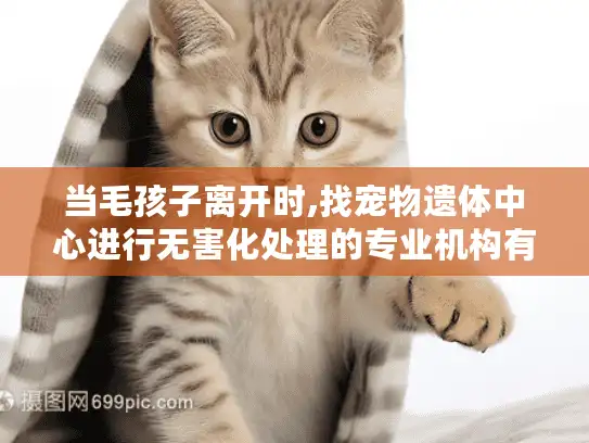 当毛孩子离开时,找宠物遗体中心进行无害化处理的专业机构有多重要?