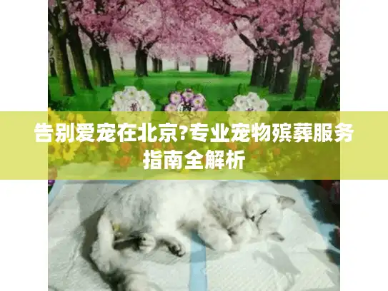 告别爱宠在北京?专业宠物殡葬服务指南全解析