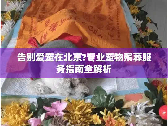 告别爱宠在北京?专业宠物殡葬服务指南全解析