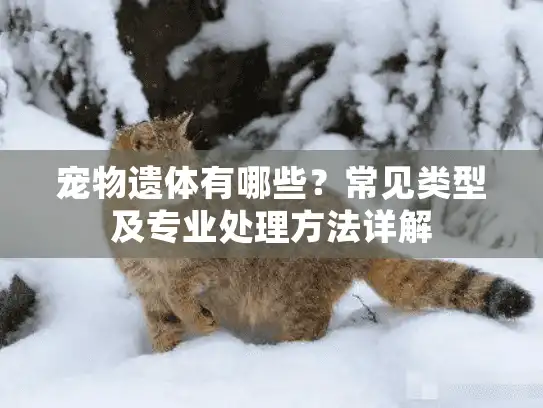 宠物遗体有哪些？常见类型及专业处理方法详解